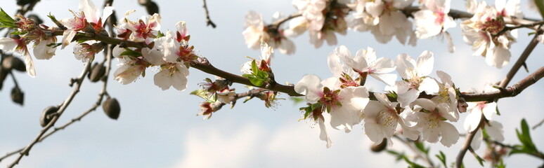 almond tree blossoming