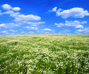 field of camomiles