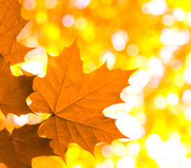 autumn leaves