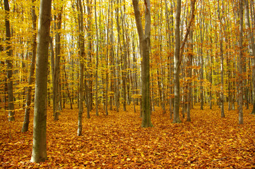 autumn  forest