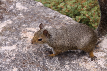 Eichhörnchen in Nahaufnahme