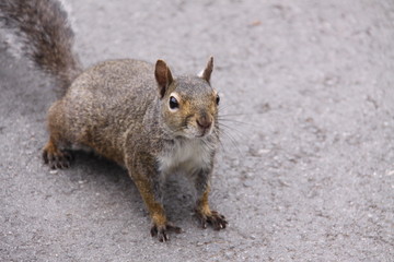 Eichhörnchen in Nahaufnahme