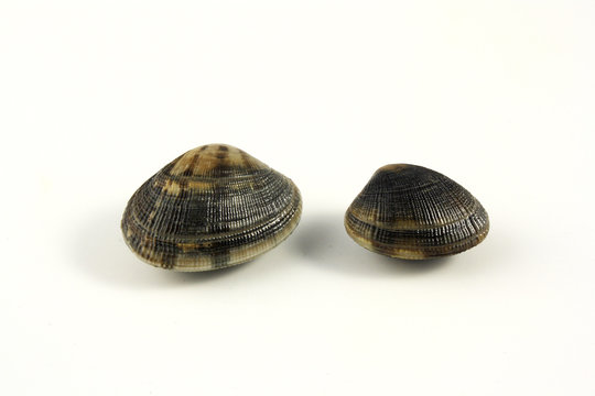 Vongole
