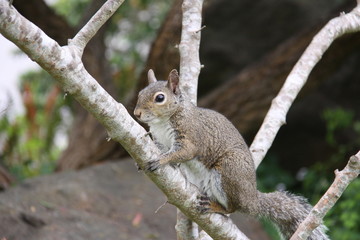 Eichhörnchen in Nahaufnahme © Christian Colista