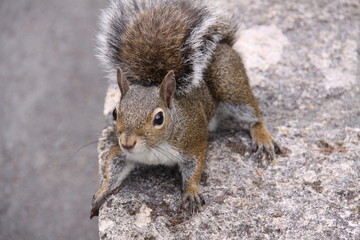Eichhörnchen in Nahaufnahme © Christian Colista