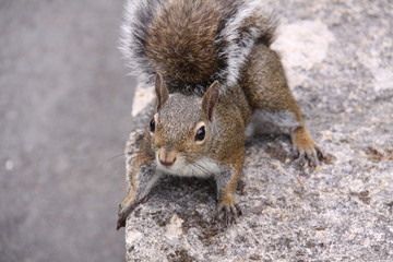 Eichhörnchen in Nahaufnahme