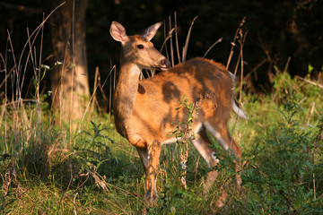 White-tailed Deer Doe