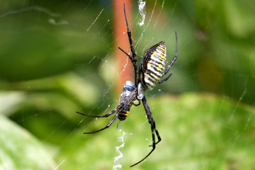 Banded Garden Spider - Argiope trifasciata