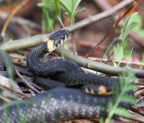 Natrix natrix, Grass Snake