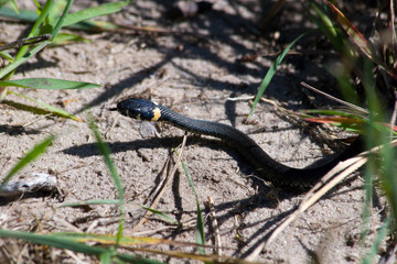 Natrix natrix, Grass Snake