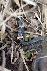 Natrix natrix, Grass Snake