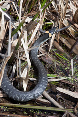Natrix natrix, Grass Snake