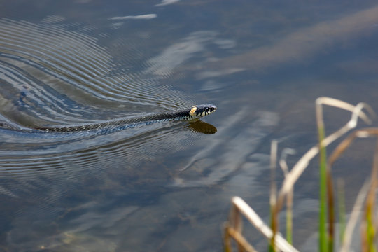 Natrix natrix, Grass Snake