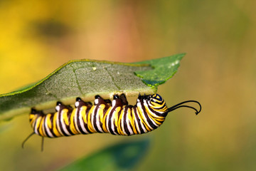 Monarch Butterfly Caterpillar On Milkweed