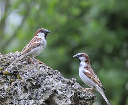 Pareja de Gorriones, (Passer Domesticus)