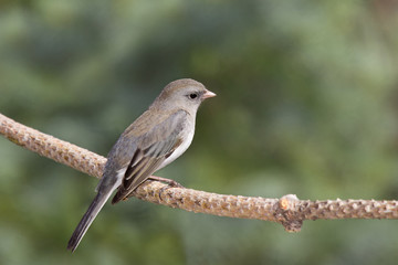 Fototapeta premium junco on a branch; out of focus green pine tree background
