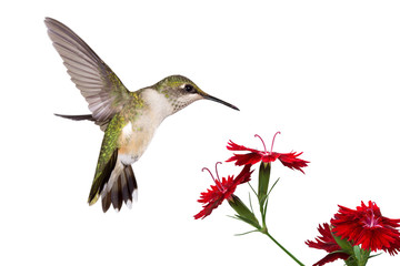 Naklejki  hummingbird and three dianthus