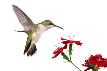 Tuinposter kolibrie en drie dianthus © mtruchon