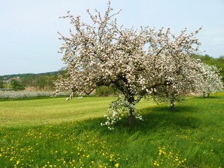 Streuobstbaum in Blüte