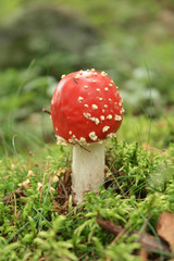 Fly agaric