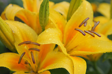 Yellow lillies