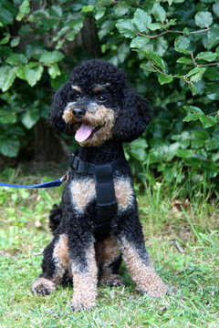 Zweifarbiger Zwergpudel