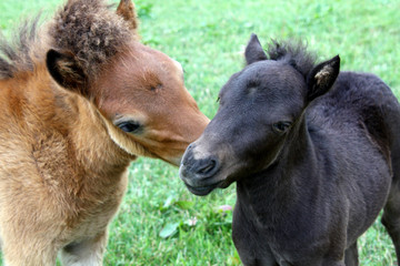 Fototapeta premium Shetlandpony