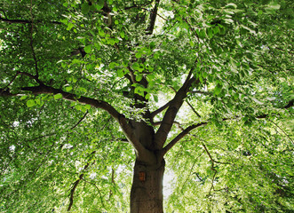 Baum