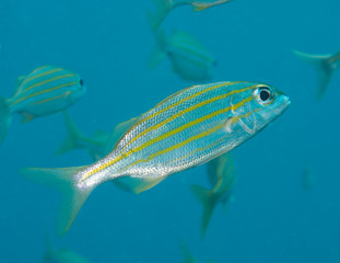 Smallmouth Grunt-Haemulon chrysargreum