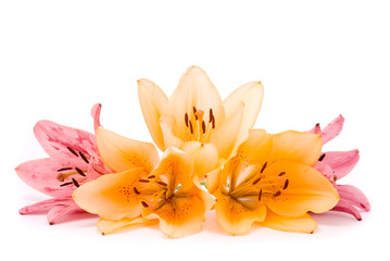 Fototapeta na wymiar Yellow and Pink lilies on a white background