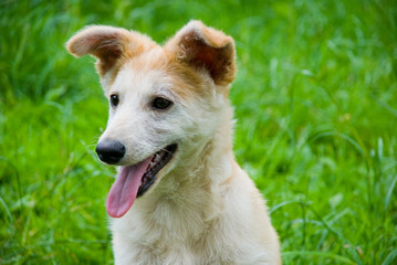 The dog on a grass