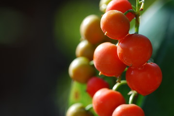 Maiglöckchen(Convallaria majalis) Beeren Giftpflanze