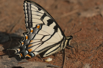 Swallowtail batterfly (Papilio rutulus)