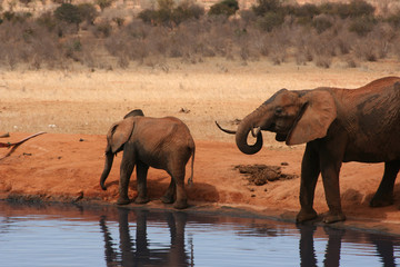 Fototapeta na wymiar Słonie przy wodopoju