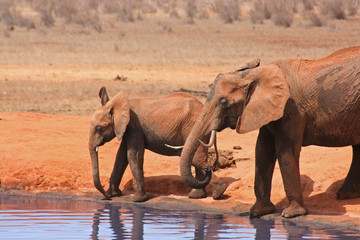Fototapeta na wymiar Słoń przy wodopoju