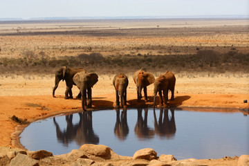 Elefanten am Wasserloch der Voi Safari Lodge © Racamani