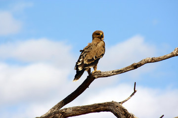 Adler im Amboseli Nationalpark
