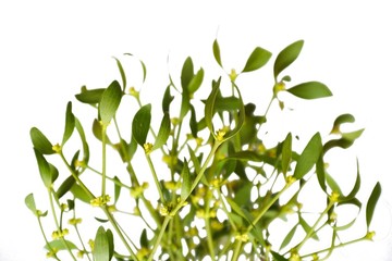 mistletoe on white background