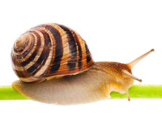 Snail