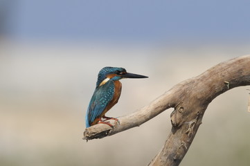 The Common Kingfisher (Alcedo atthis)