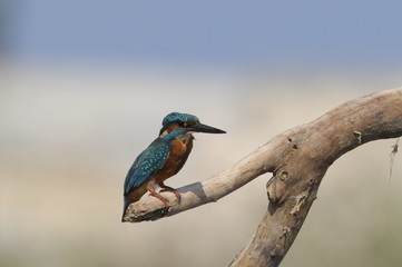 The Common Kingfisher (Alcedo atthis)