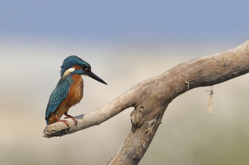 The Common Kingfisher (Alcedo atthis) at Maagan Michael Lake
