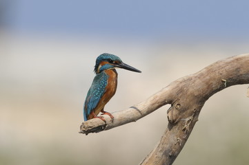 The Common Kingfisher (Alcedo atthis) at Maagan Michael Lake
