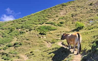 Raza de los Valles,Somiedo,Asturias