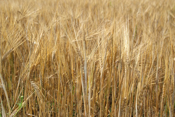 Ripe Golden Barley Field