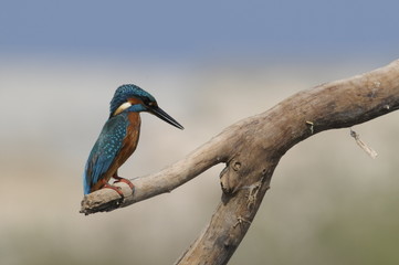 The Common Kingfisher (Alcedo atthis) at Maagan Michael Lake