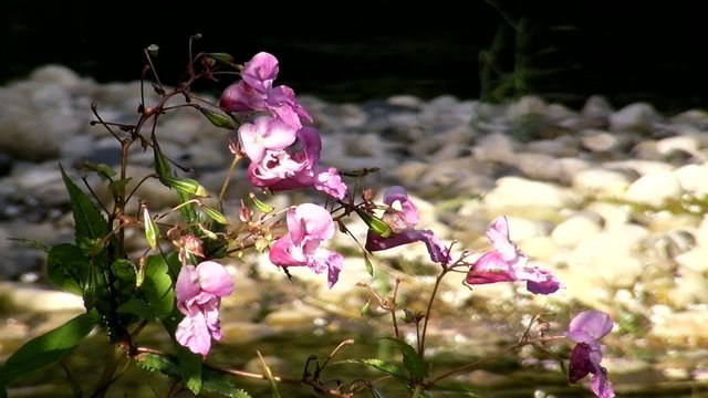 Fleur_1