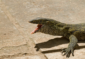 Nile Monitor