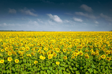 Fototapeta premium Sunflower field