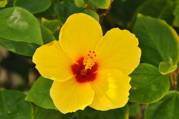 gelber hibiskus Detail © Stihl024